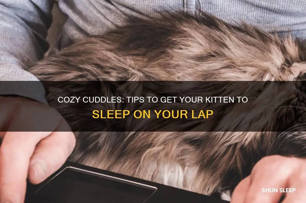 how to get a kitten to sleep on your lap