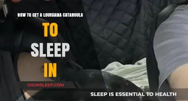 Training Your Louisiana Catahoula: Tips for a Cozy Night's Sleep