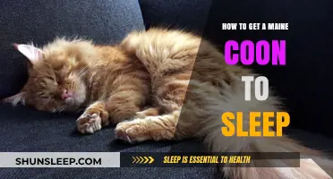 Helping Your Maine Coon Drift Off: Tips for Peaceful Sleep