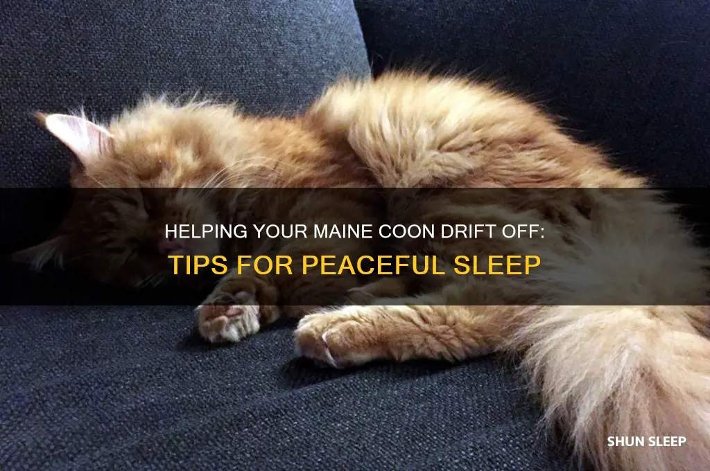 how to get a maine coon to sleep