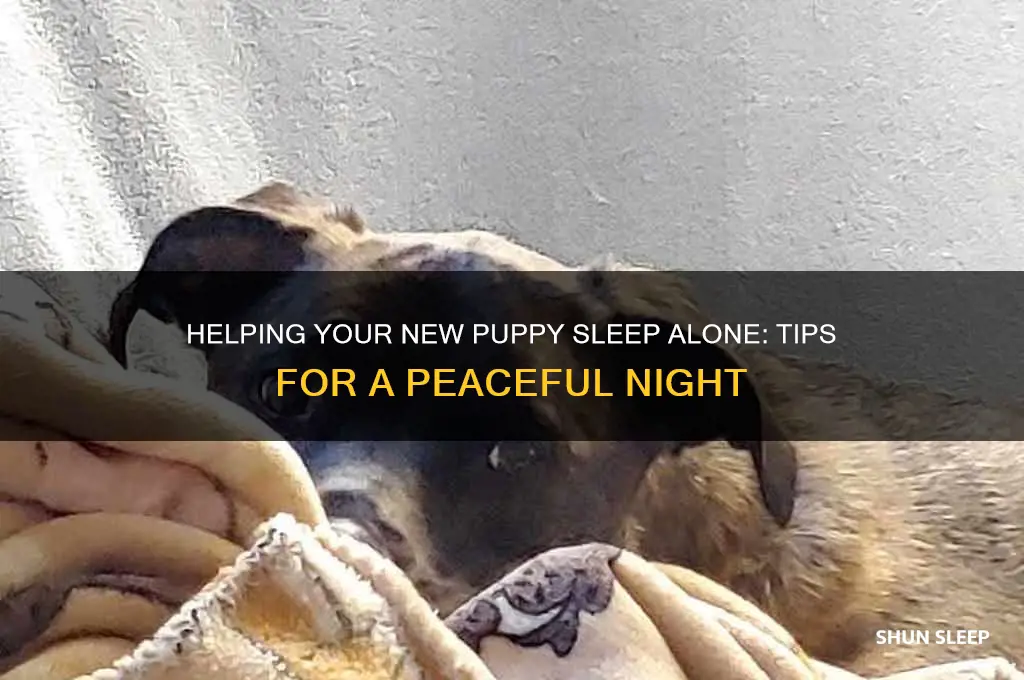 how to get a new puppy to sleep alone