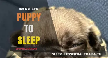 Helping Your Pug Puppy Sleep: Tips for a Peaceful Night