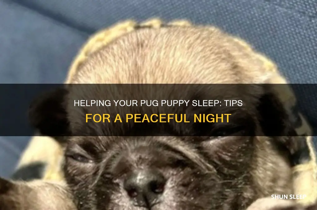 how to get a pug puppy to sleep