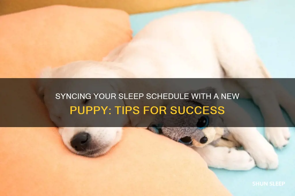 how to get a puppy in your sleep schedule