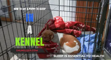 Training Your Puppy: Tips for Kennel Sleep Success at Night