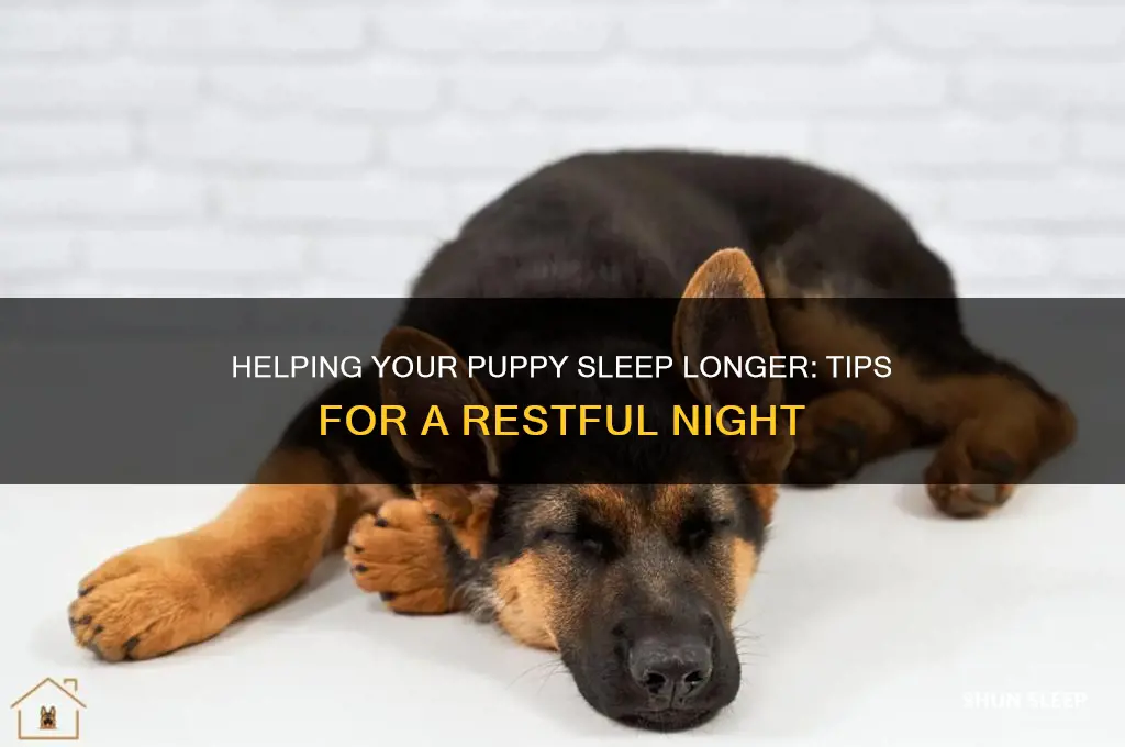 how to get a puppy to sleep longer