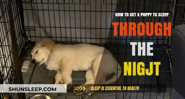 Train Your Puppy for Peaceful Nights: Sleep Through the Night Tips