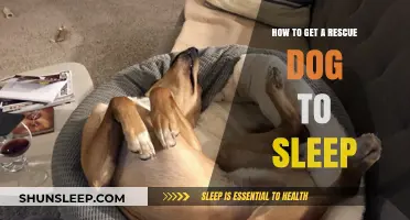 Helping Your Rescue Dog Sleep: Tips for a Peaceful Night's Rest