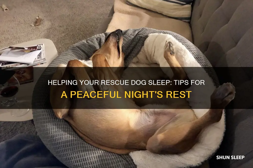 how to get a rescue dog to sleep