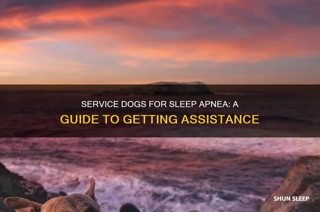 how to get a service dog for sleep apnea
