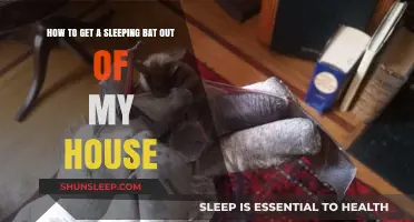 Gently Removing a Sleeping Bat from Your Home: A Step-by-Step Guide