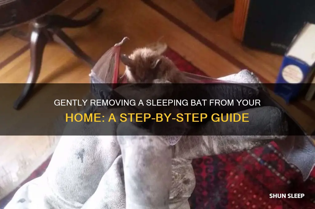 how to get a sleeping bat out of my house