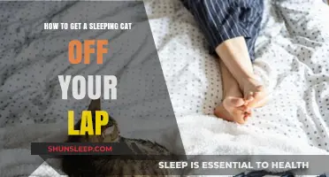 Gentle Techniques to Wake and Relocate Your Sleeping Lap Cat