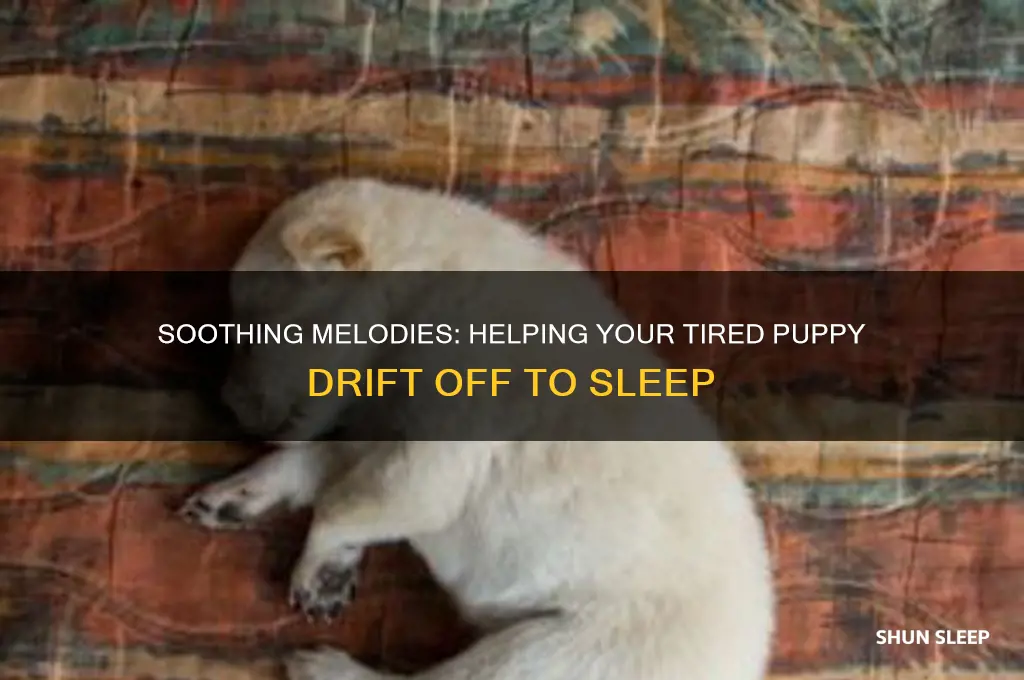 how to get a tired puppy to sleep with music