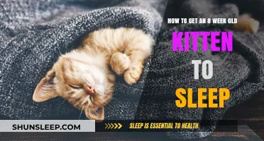 Helping Your 8-Week-Old Kitten Sleep Through the Night: Tips and Tricks