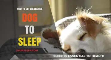 Calm Nights: Helping Your Anxious Dog Sleep Peacefully and Soundly