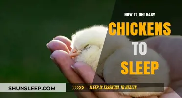 Calm and Cozy: Tips for Helping Baby Chickens Sleep Soundly