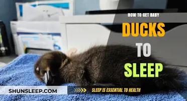 Gentle Tips for Helping Your Baby Ducks Drift Off to Sleep