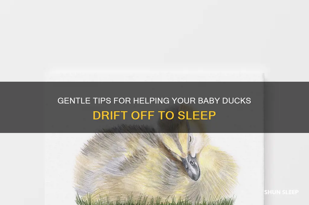 how to get baby ducks to sleep
