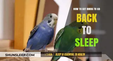 Gentle Techniques to Help Birds Return to Sleep Peacefully