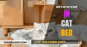 Cozy Tips to Entice Your Cat to Love Their Bed