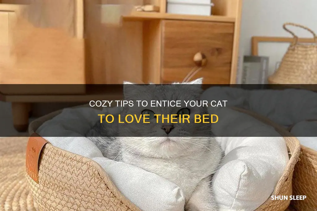 how to get cat to sleep in cat bed