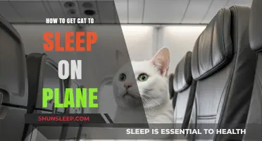Traveling with Cats: Tips for a Purrfect In-Flight Nap