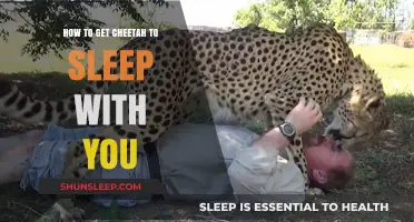 Cozy Companions: Tips for Safely Sharing Sleep with a Cheetah