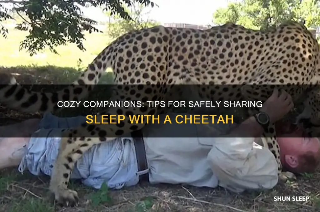 how to get cheetah to sleep with you
