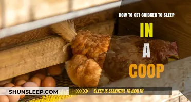 Cozy Coop Tips: Helping Your Chickens Sleep Soundly at Night