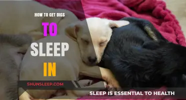 Mastering the Art of Getting Your Dog to Sleep Peacefully