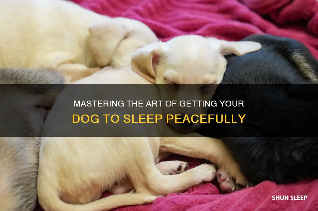 how to get digs to sleep in