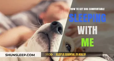 Cozy Canine Nights: Tips to Help Your Dog Sleep Comfortably with You