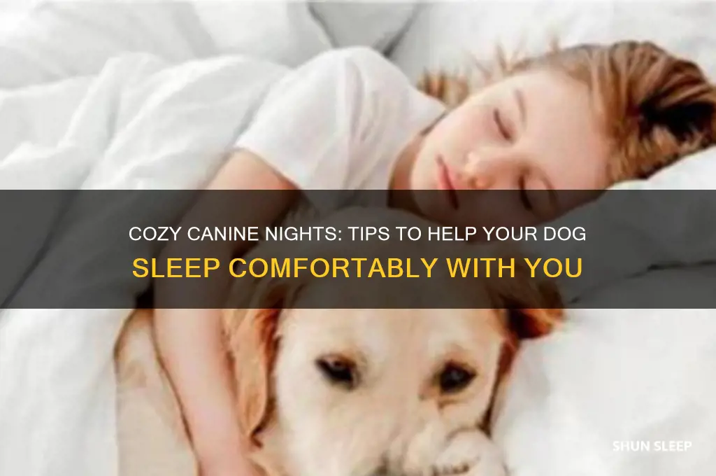 how to get dog comfortable sleeping with me