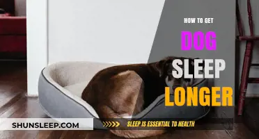 Helping Your Dog Sleep Longer: Tips for Restful Nights and Days