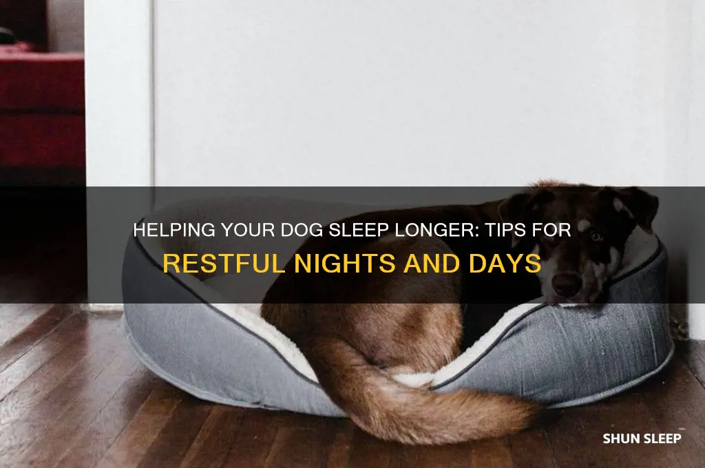 how to get dog sleep longer