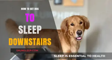 Training Your Dog to Sleep Downstairs: Tips for a Peaceful Night