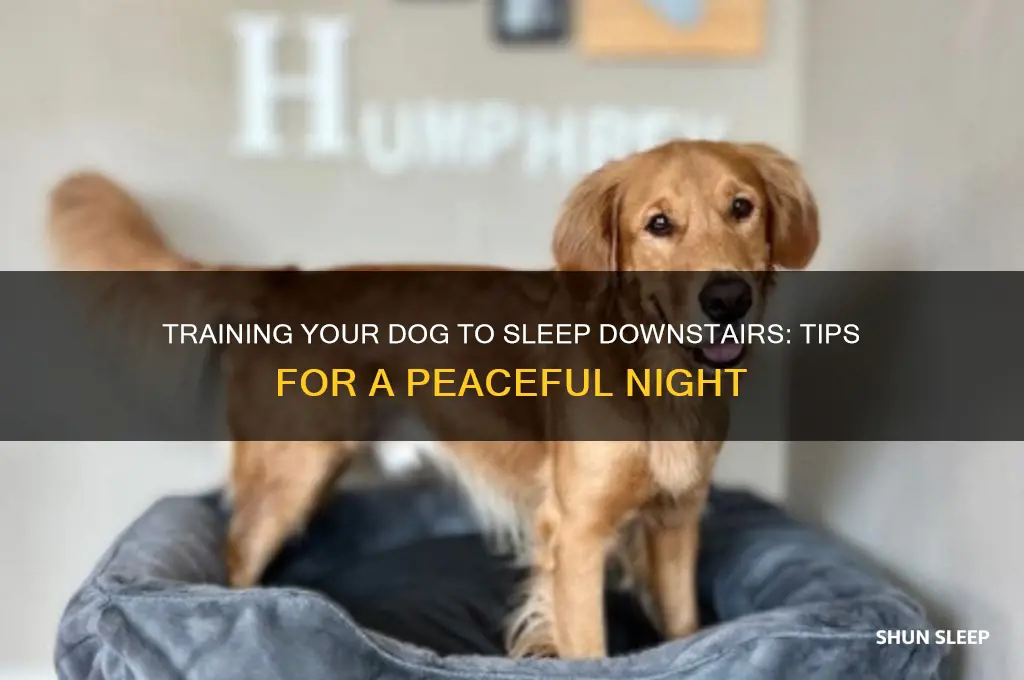 how to get dog to sleep downstairs
