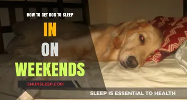 Weekend Sleep Tips: Helping Your Dog Snooze Longer on Weekends