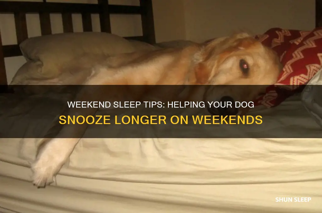 how to get dog to sleep in on weekends