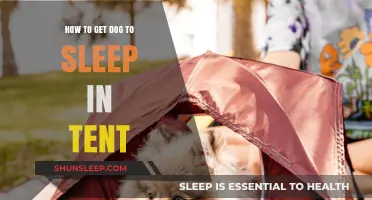 Cozy Camping Tips: Train Your Dog to Sleep Peacefully in a Tent