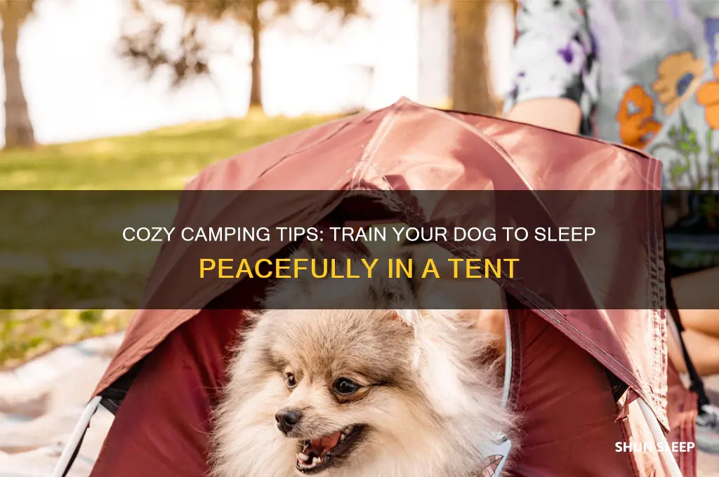 how to get dog to sleep in tent