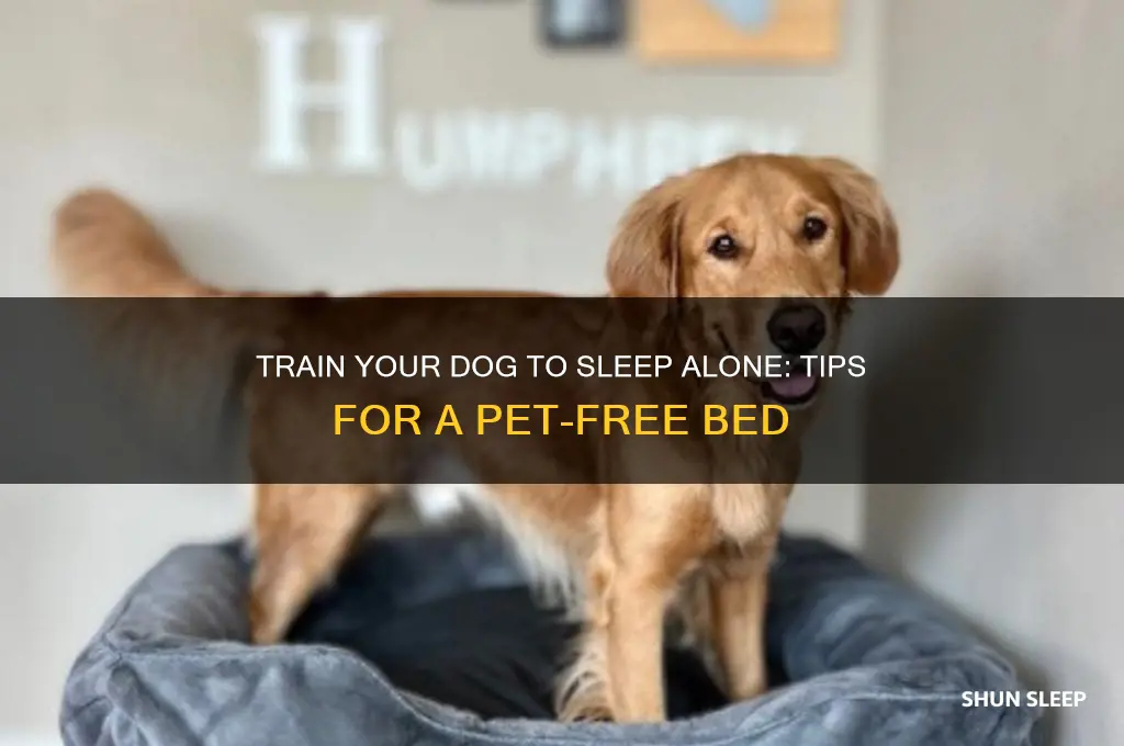 how to get dogs to not sleep in your bed