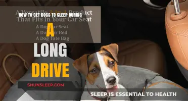 Tips for Helping Your Dog Sleep Peacefully on Long Car Rides