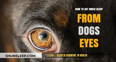 Effective Ways to Remove Dried Sleep from Your Dog's Eyes