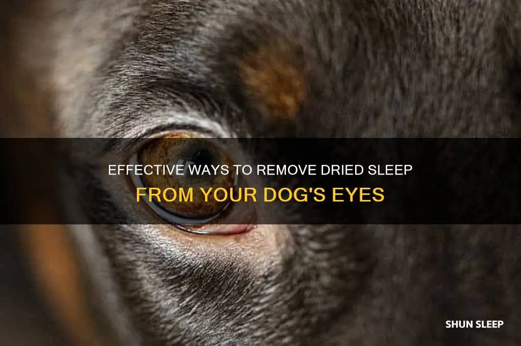 how to get dried sleep from dogs eyes
