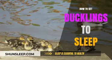 Gentle Techniques to Help Your Ducklings Drift Off Peacefully