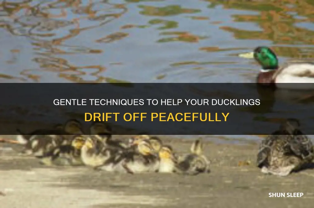 how to get ducklings to sleep