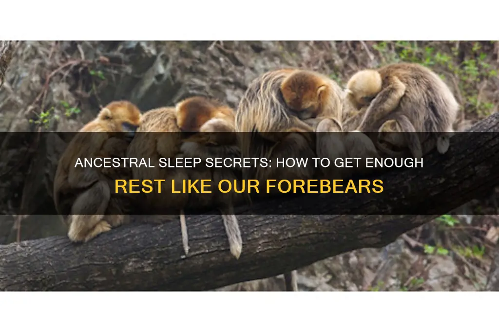 how to get enough sleep ancestors