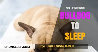 Helping Your French Bulldog Sleep: Tips for a Peaceful Night's Rest
